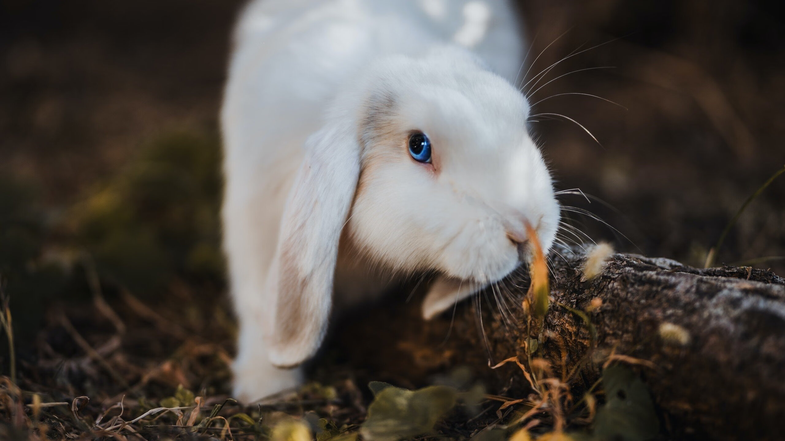 德罗赞掌控全场节奏，国王力克森林狼展团队威力