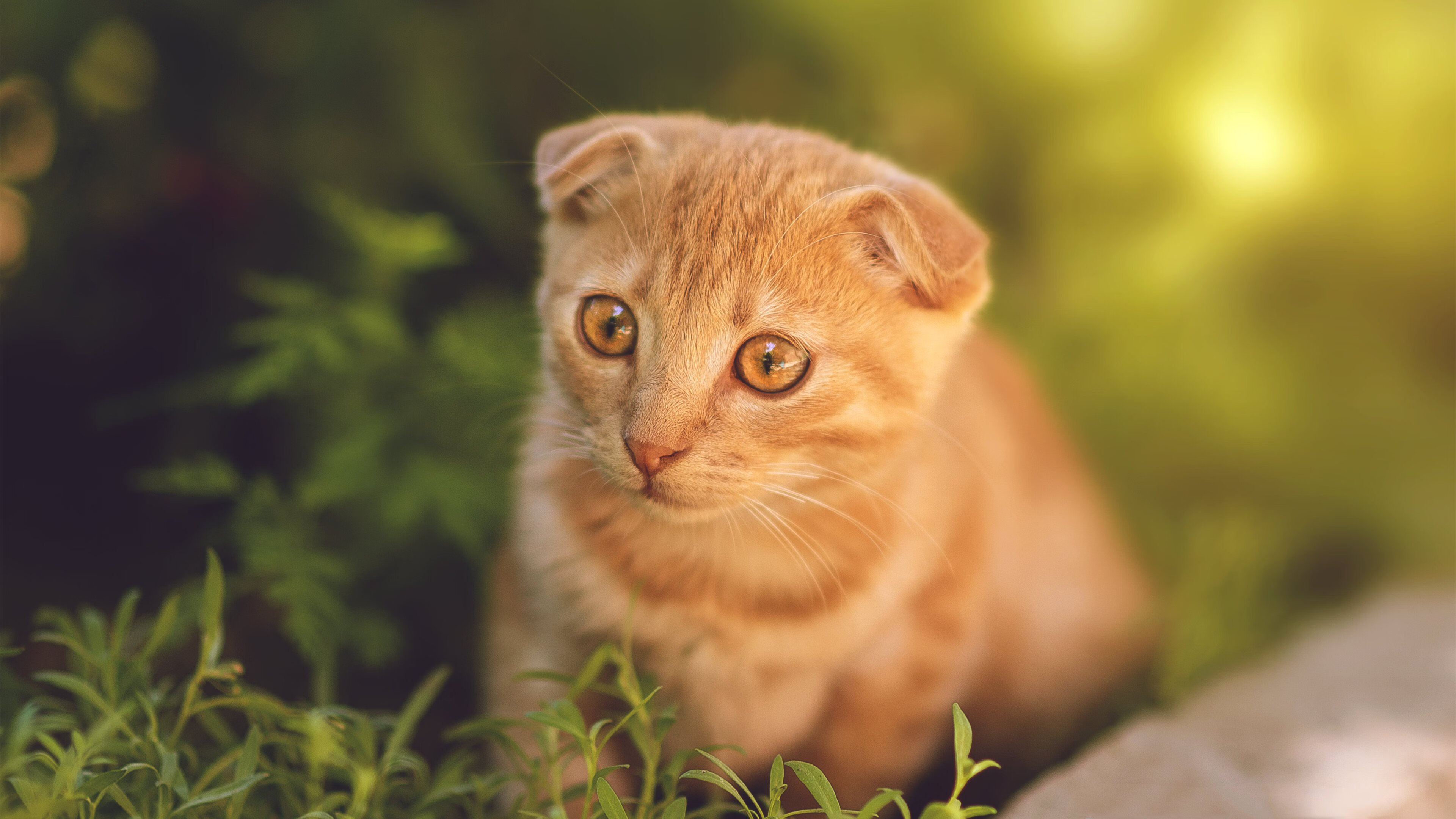 双线霸权,广东队体系绞杀辽骑,哈登奥运关键战诠释美式单挑