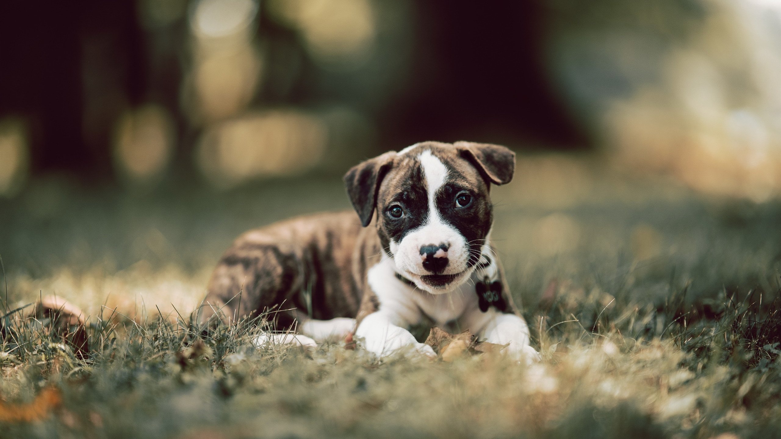 范戴克存在感拉满,拜仁终结利物浦!2025欧冠决赛复盘