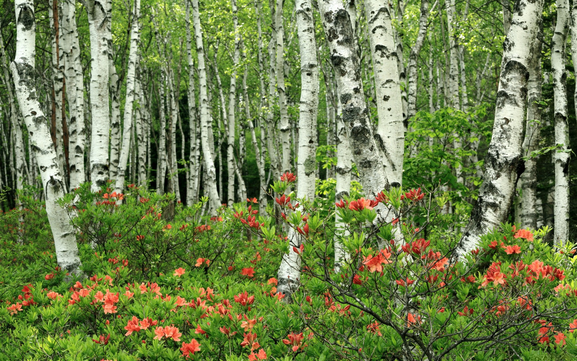 足球世界的双重奏，厄瓜多尔横扫那不勒斯，孙兴慜季后赛抢七定江山
