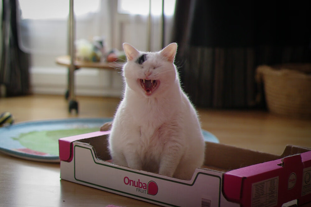 传奇之夜,凯塞多与那场注定永恒的战役