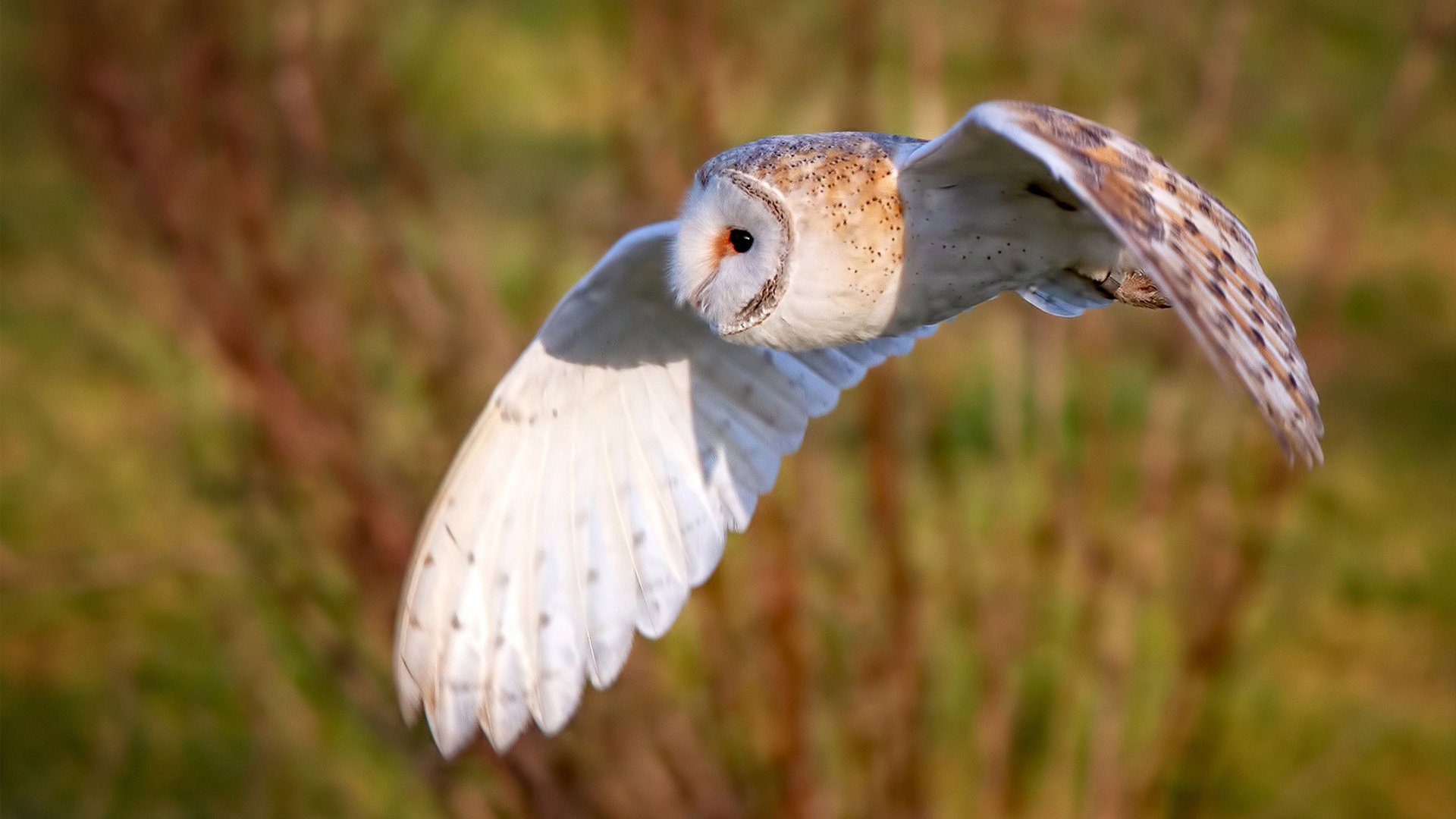 爵士打穿掘金，杰伦·格林如何从新星蜕变为关键先生？