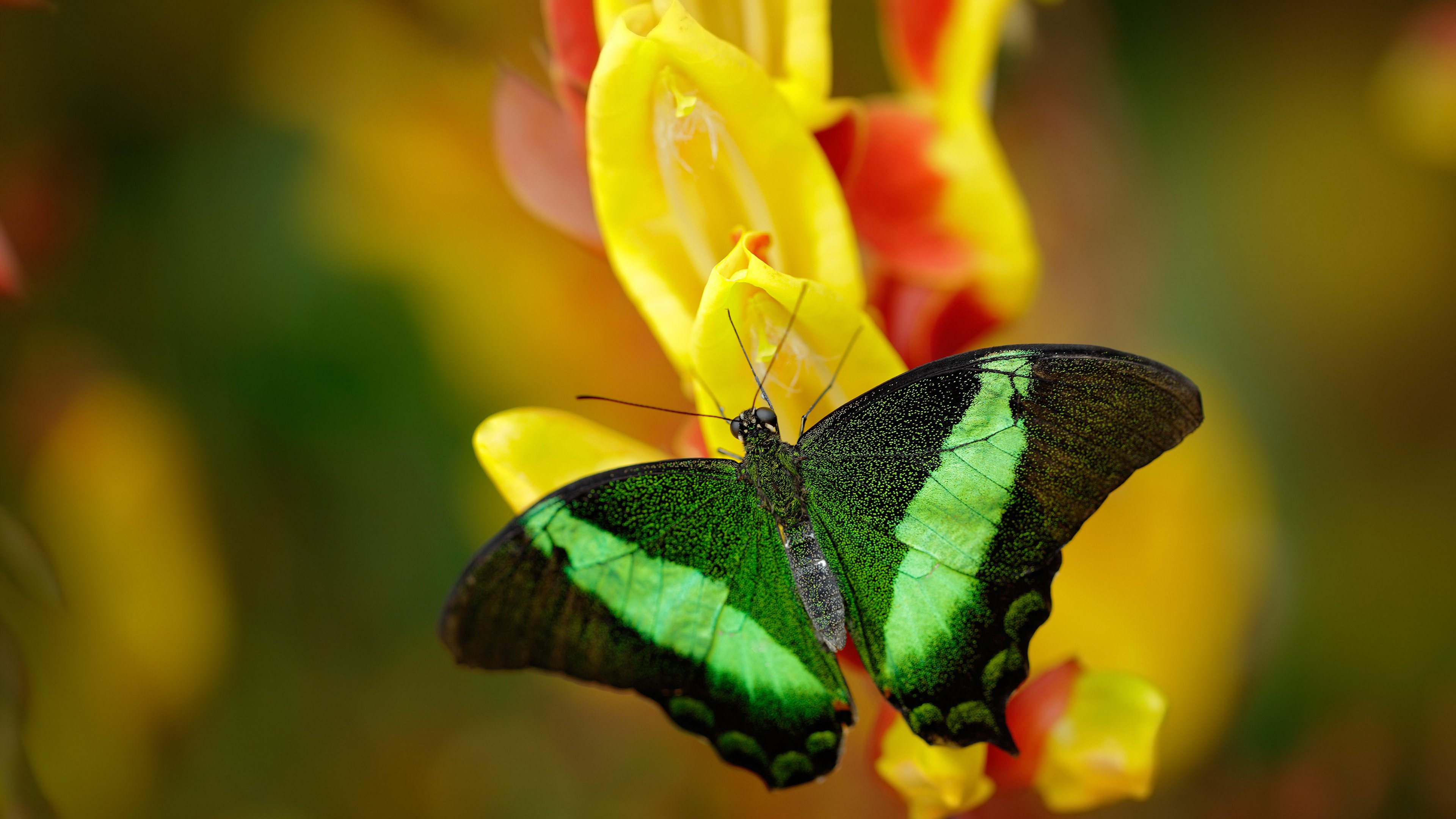 黄蜂编织节奏迷宫击溃山西，莫兰特杀伐决断尽显冠军级风骨