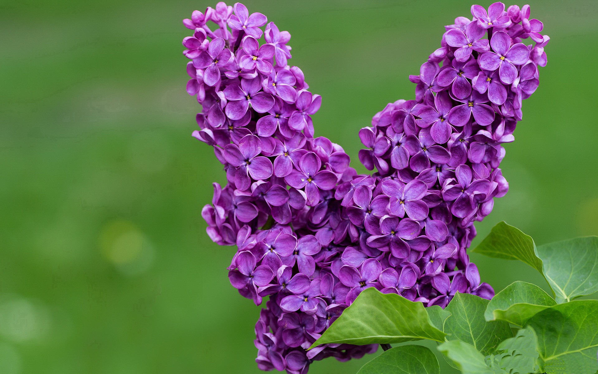 荷兰旋风席卷贝蒂斯，福登闪耀定乾坤