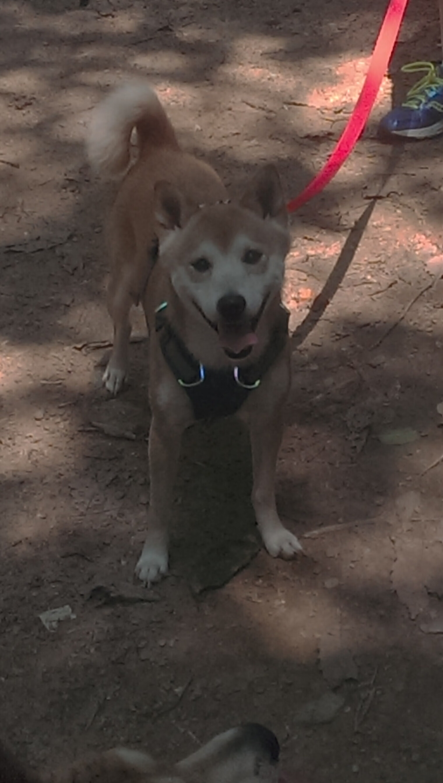 终场哨响前的回响,法比尼奥在罗马与墨西哥之战中定义伟大