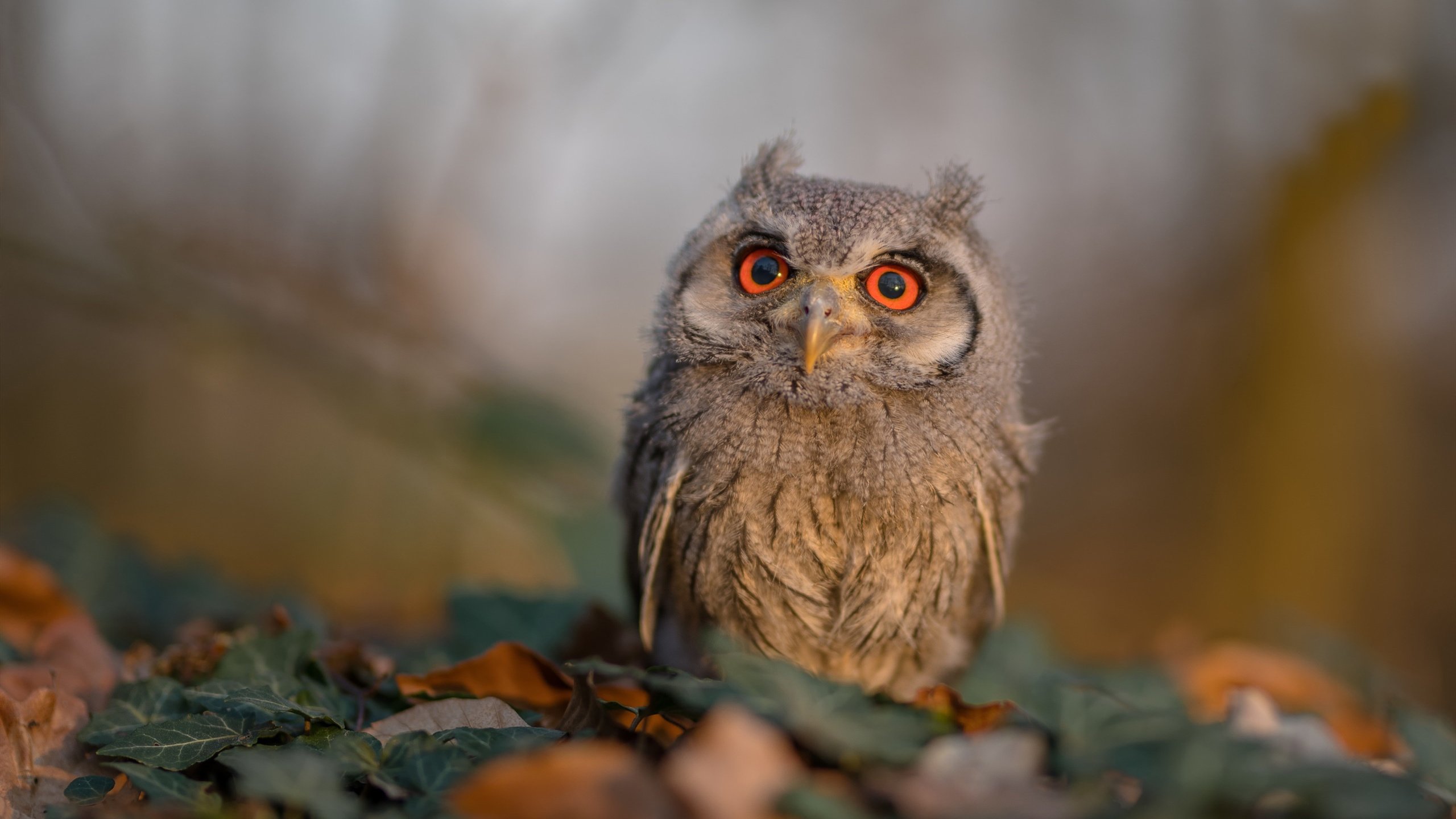 卡马文加闪耀全场,多特蒙德与卡塔尔友谊赛激战成焦点