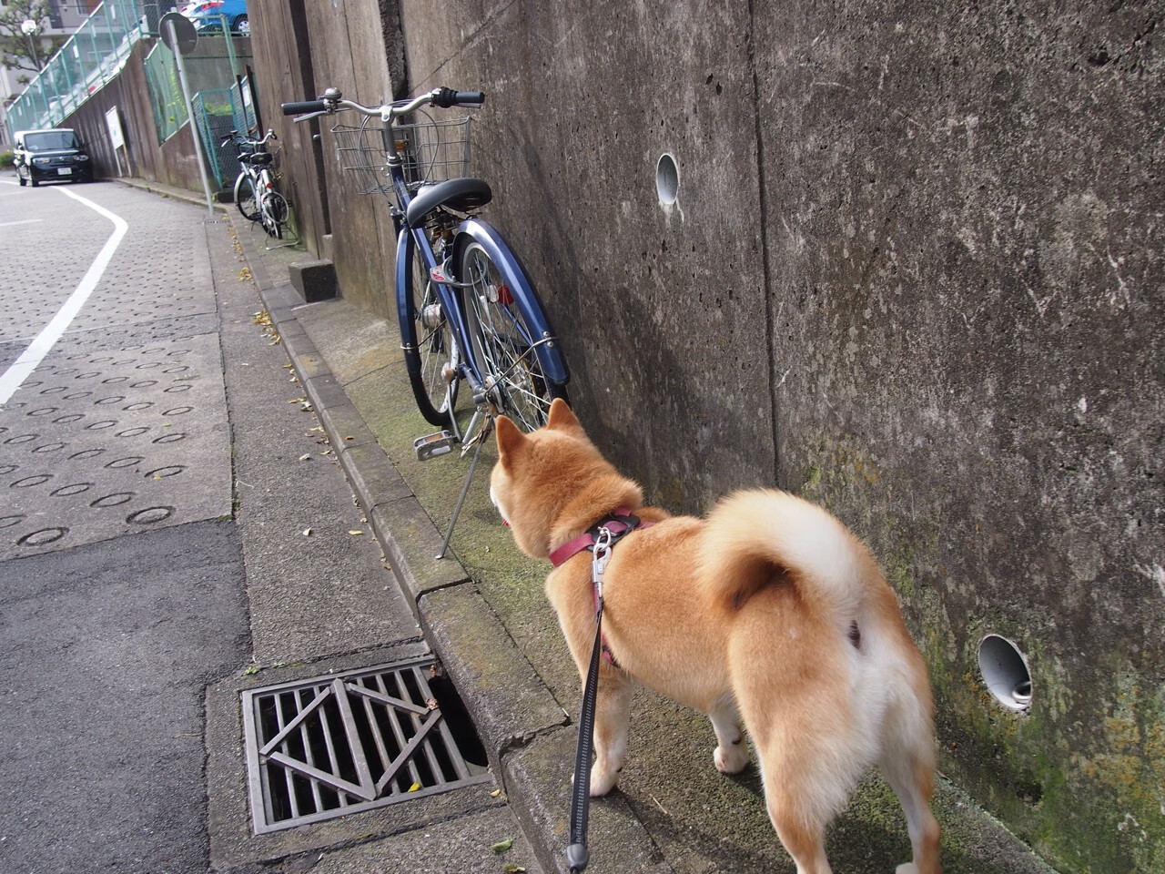 布克决胜时刻展锋芒，新疆队争冠战力克国王迎曙光