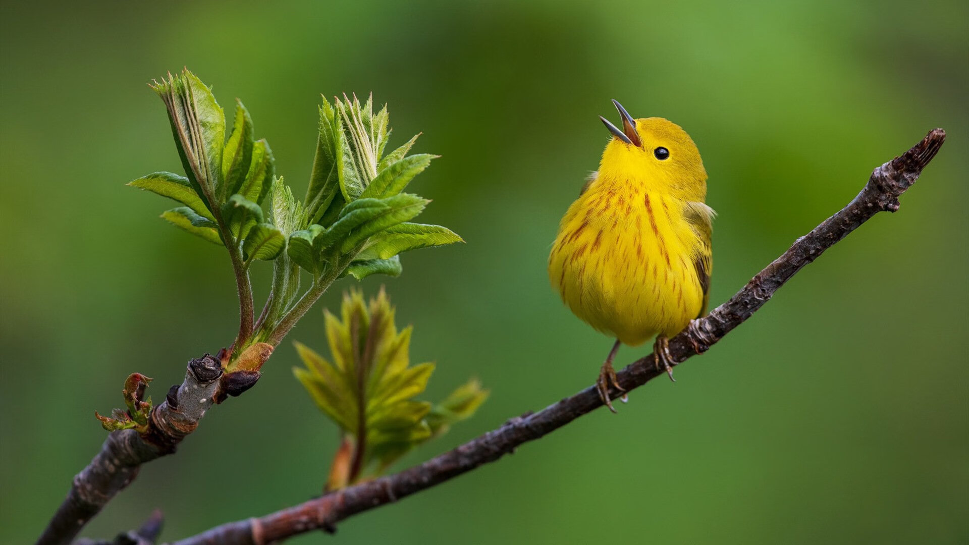 绝杀与狂澜，莫兰特末节狂飙，热火险胜公牛见证个人能力极致绽放