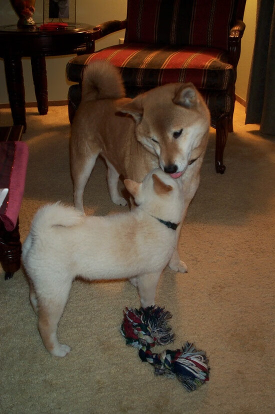 数据全面爆炸！凯塞多闪耀全场，拉齐奥客场击败尼斯