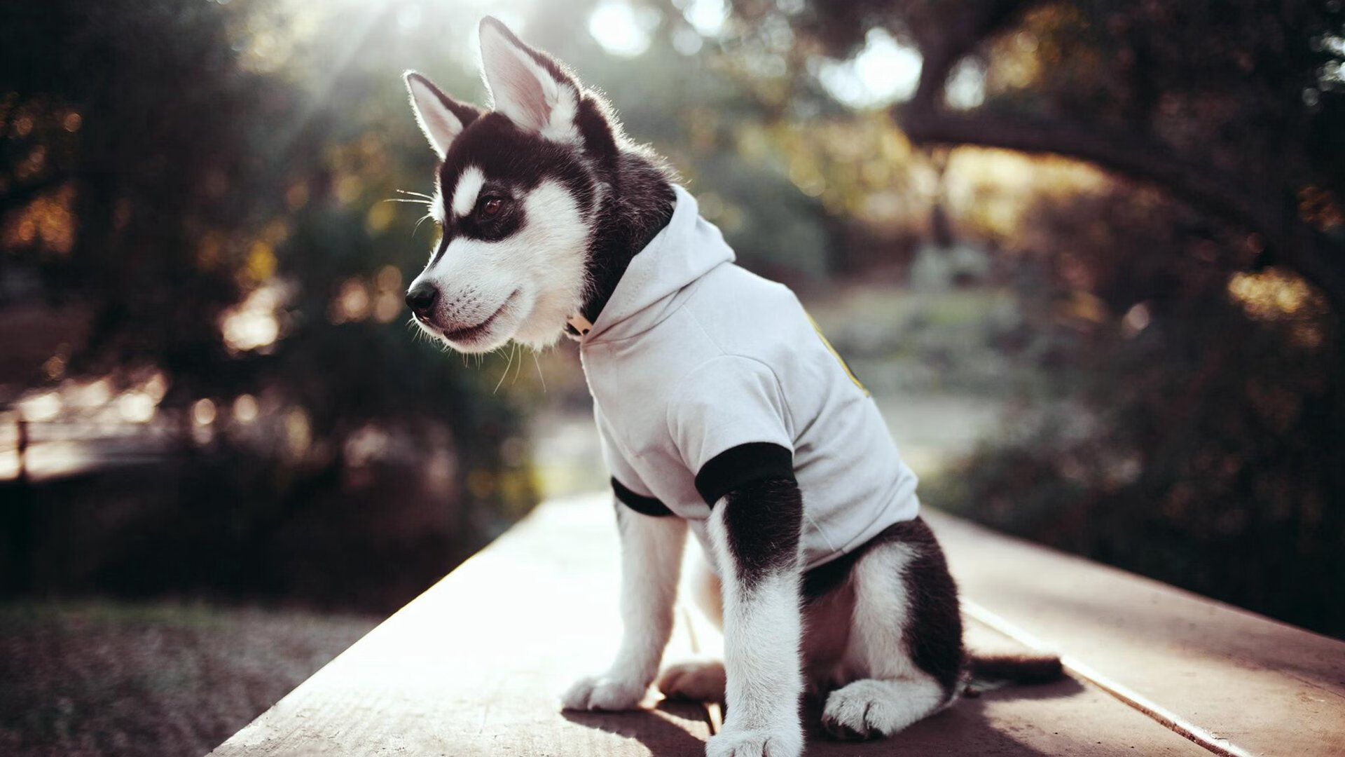 勇士轻取广东队，西亚卡姆在焦点战中完成涅槃重生