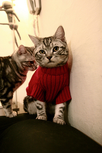 布克导演终场时刻，太阳用巨星答案完成京城解构